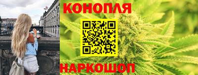 стафф Кингисепп