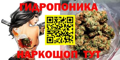 стафф Кингисепп